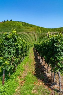 Mosel Nehri Vadisi, Almanya 'da ünlü yeşil teraslı üzüm bağları, kaliteli beyaz ve kırmızı şarap üretimi, dalgalanan