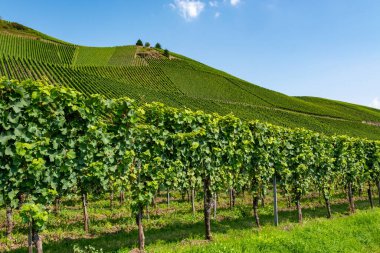 Mosel Nehri Vadisi, Almanya 'da ünlü yeşil teraslı üzüm bağları, kaliteli beyaz ve kırmızı şarap üretimi, dalgalanan