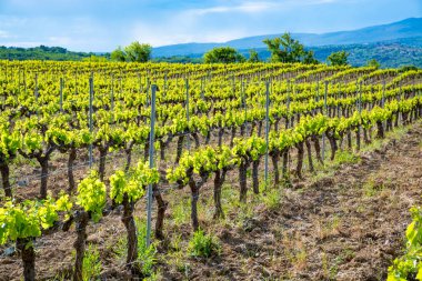 Fransa 'nın güneyinde, Luberon, Provence' deki küçük Lacoste kasabası yakınlarında gül, kırmızı ve beyaz şarap üretimi yaz başında bağda yapılıyor.