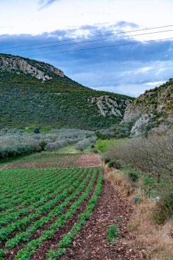 Yunan güneşinin altında, dağlarda, Yunanistan 'da tarımda yetişen sıra sıra patates yetiştirilmiş tarım tarlaları.
