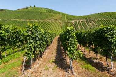 Mosel Nehri Vadisi, Almanya 'da ünlü yeşil teraslı üzüm bağları, kaliteli beyaz ve kırmızı şarap üretimi, dalgalanan