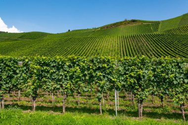 Mosel Nehri Vadisi, Almanya 'da ünlü yeşil teraslı üzüm bağları, kaliteli beyaz ve kırmızı şarap üretimi, dalgalanan