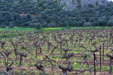 Bahar ve Yunanistan 'da üzüm bağlarında sıralanmış şarap üzümleri sandıkları
