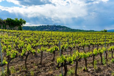 Fransa 'nın güneyinde, Luberon, Provence' deki küçük Lacoste kasabası yakınlarında gül, kırmızı ve beyaz şarap üretimi yaz başında bağda yapılıyor.