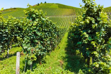 Mosel Nehri Vadisi, Almanya 'da ünlü yeşil teraslı üzüm bağları, kaliteli beyaz ve kırmızı şarap üretimi, dalgalanan