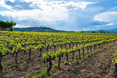 Fransa 'nın güneyinde, Luberon, Provence' deki küçük Lacoste kasabası yakınlarında gül, kırmızı ve beyaz şarap üretimi yaz başında bağda yapılıyor.