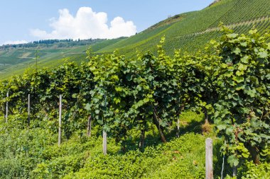 Mosel Nehri Vadisi, Almanya 'da ünlü yeşil teraslı üzüm bağları, kaliteli beyaz ve kırmızı şarap üretimi, dalgalanan