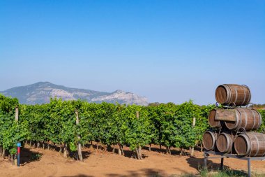 Lazio, İtalya, Sirah, Petit Verdot, Cabernet Sauvignon üzümlerinde büyüyen kırmızı veya gül üzümlü üzüm bağları