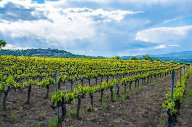 Fransa 'nın güneyinde, Luberon, Provence' deki küçük Lacoste kasabası yakınlarında gül, kırmızı ve beyaz şarap üretimi yaz başında bağda yapılıyor.