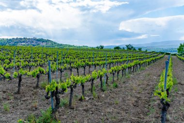 Fransa 'nın güneyinde, Luberon, Provence' deki küçük Lacoste kasabası yakınlarında gül, kırmızı ve beyaz şarap üretimi yaz başında bağda yapılıyor.