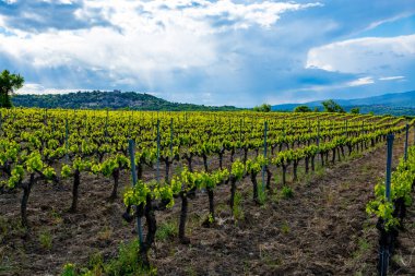 Fransa 'nın güneyinde, Luberon, Provence' deki küçük Lacoste kasabası yakınlarında gül, kırmızı ve beyaz şarap üretimi yaz başında bağda yapılıyor.