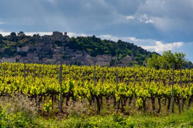 Fransa 'nın güneyinde, Luberon, Provence' deki küçük Lacoste kasabası yakınlarında gül, kırmızı ve beyaz şarap üretimi yaz başında bağda yapılıyor.