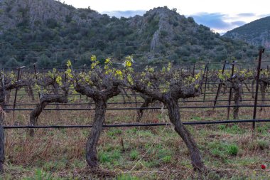 Bahar ve Yunanistan 'da üzüm bağlarında sıralanmış şarap üzümleri sandıkları
