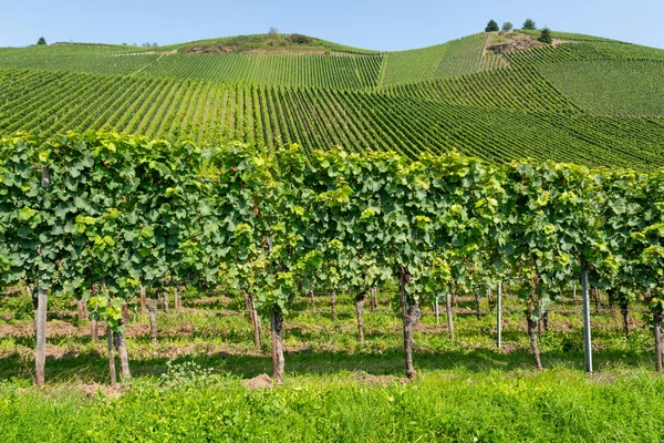 Mosel Nehri Vadisi, Almanya 'da ünlü yeşil teraslı üzüm bağları, kaliteli beyaz ve kırmızı şarap üretimi, dalgalanan