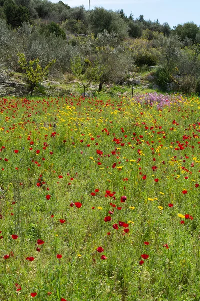 Primavera Colorato Sfondo Floreale Prato Con Fioritura Fiori Papavero Selvatico — Foto Stock