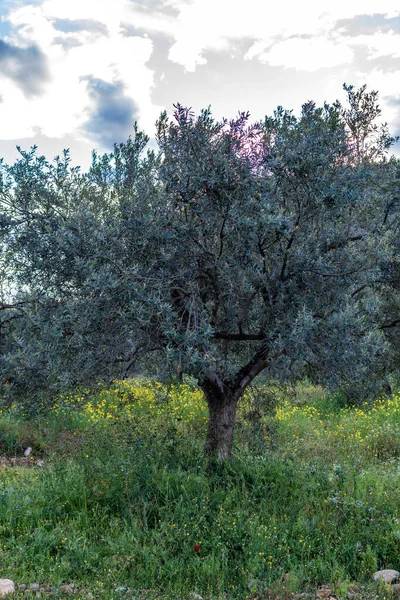 Paisagem Campo Com Oliveiras Arvoredo Primavera Com Flores Coloridas Flores — Fotografia de Stock