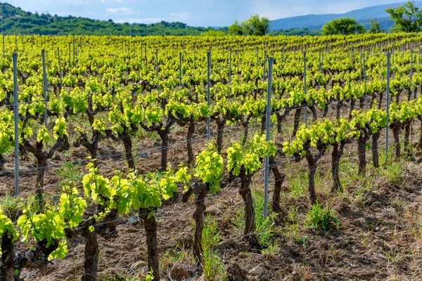 Produzione Vino Rosato Rosso Bianco Vicino Alla Piccola Città Lacoste — Foto Stock