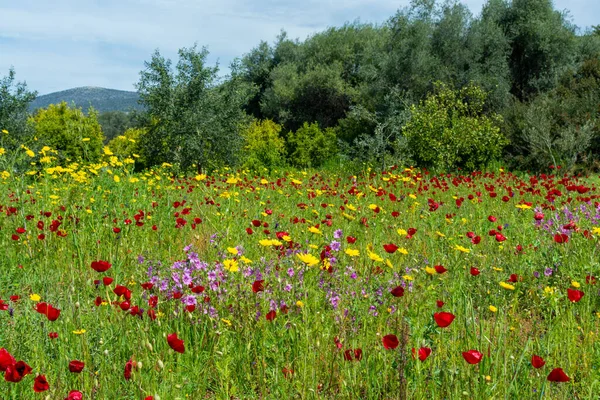 Frühling Farbenfroher Floraler Hintergrund Wiese Mit Blühenden Wilden Und Roten — Stockfoto