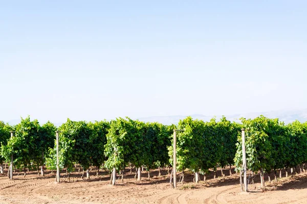 Viñedo Con Uvas Vino Tinto Rosa Lazio Italia Sirah Petit —  Fotos de Stock