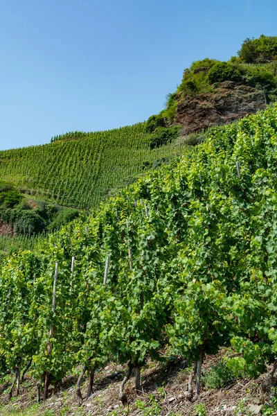Landschap Met Beroemde Groene Terrassen Wijngaarden Moezel Vallei Duitsland Productie — Stockfoto