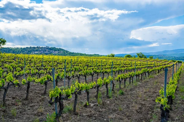 Produktion Von Rosen Rot Und Weißwein Der Nähe Der Kleinstadt — Stockfoto