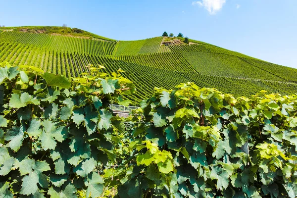 Landschap Met Beroemde Groene Terrassen Wijngaarden Moezel Vallei Duitsland Productie — Stockfoto