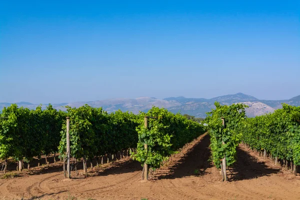 Wijngaard Met Rode Rose Wijndruiven Lazio Italië Sirah Petit Verdot — Stockfoto