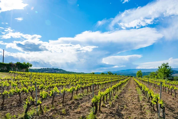 Production of rose, red and white wine near small town Lacoste in Luberon, Provence, South of France, vineyard in early summer