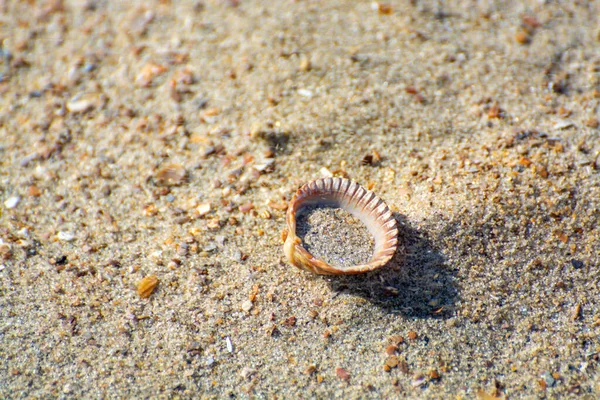 Una Piccola Conchiglia Sulla Spiaggia Sabbia Vicino — Foto Stock