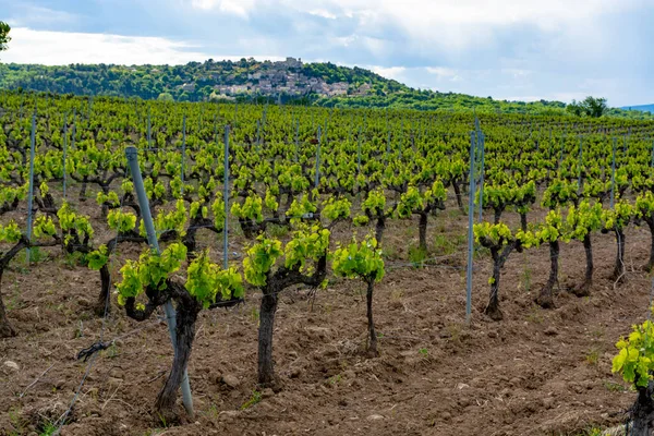 Produktion Rosé Rött Och Vitt Vin Nära Lilla Staden Lacoste — Stockfoto