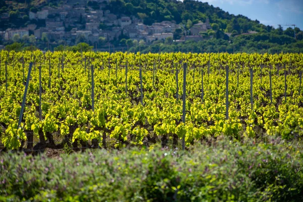夏初在法国南部普罗旺斯卢贝隆的Lacoste小镇附近生产玫瑰 红葡萄酒和白葡萄酒 — 图库照片