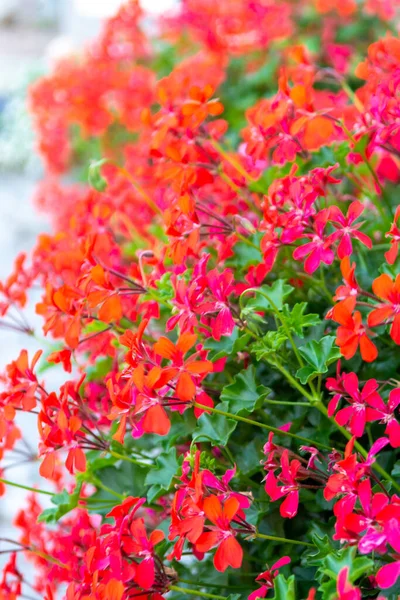 Flores Geranio Rojo Planta Ornamental Geranio Jardín Flor Cerca — Foto de Stock