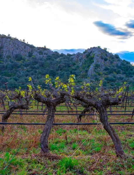 Velhos Troncos Plantas Uva Vinho Fileiras Vinha Primavera Paisagem Grécia — Fotografia de Stock