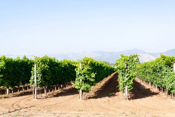 意大利拉齐奥 Sirah Petit Verdot Cabernet Sauvignon葡萄种植红葡萄酒或玫瑰葡萄酒的葡萄园 — 图库照片