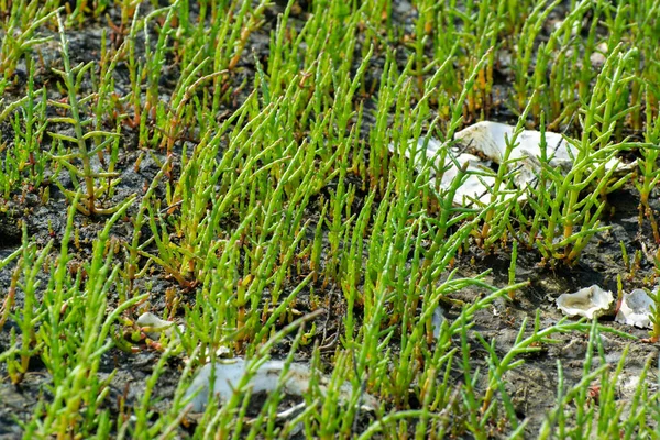 Salicornia Edible Plants Growing Salt Marshes Beaches Mangroves Named Also — 스톡 사진