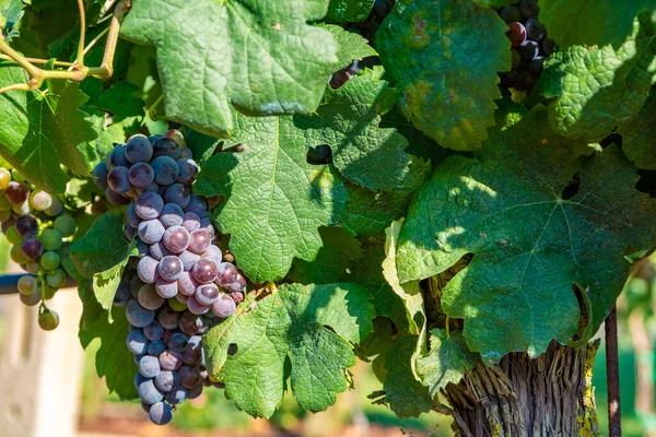 Viñedo Con Uvas Vino Tinto Rosa Lazio Italia Sirah Petit — Foto de Stock