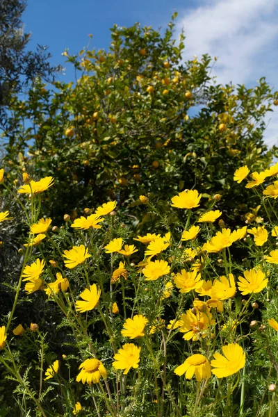 Primavera Fundo Floral Colorido Prado Com Flores Amarelas Florescentes Limoeiros — Fotografia de Stock