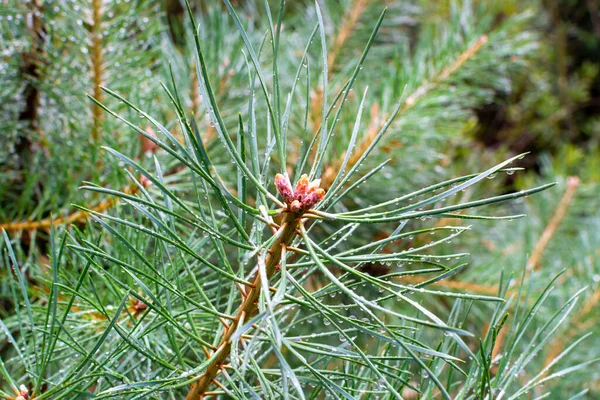 Young Branch Green Pine Tree Many Raindrops Close — Stock Photo, Image
