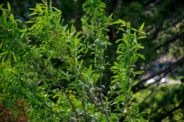 Jovens Amêndoas Verdes Nozes Rasgando Amêndoa Árvore Perto — Fotografia de Stock