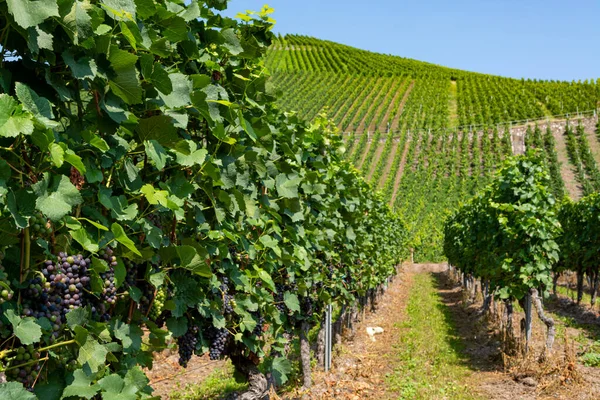 Weinberg Mit Wachsenden Rotweintrauben Schwarzen Oder Violetten Rebstöcken Sommer — Stockfoto