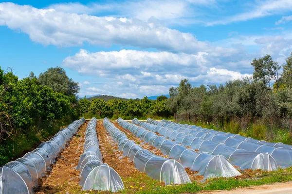 Landwirtschaft Griechenland Reihen Kleiner Gewächshäuser Mit Plastikfolie Bedeckt Denen Frühling — Stockfoto