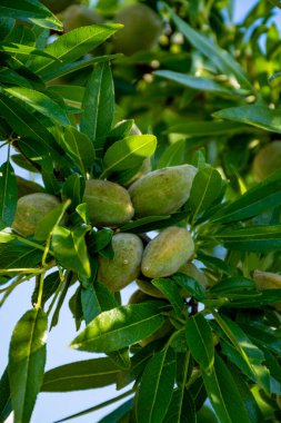 Badem ağacında olgunlaşan taze yeşil badem fındıkları