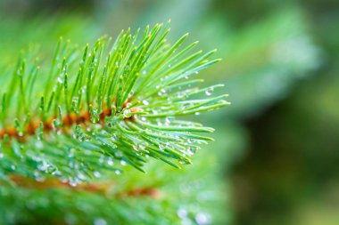 Yeşil çam ağacının genç bir dalı ve çok sayıda yağmur damlası var.