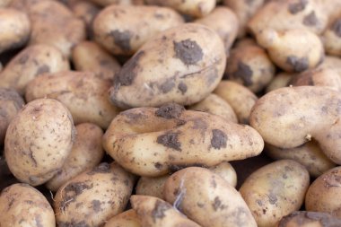 Markette patatesler, yeni patates hasadı yakın mesafede sebzeler, yiyecek arka planı.