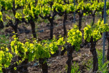 Fransa 'nın güneyinde, Luberon, Provence' deki küçük Lacoste kasabası yakınlarında gül, kırmızı ve beyaz şarap üretimi yaz başında bağda yapılıyor.