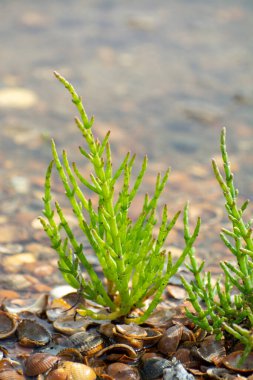 Salicornia edible plants growing in salt marshes, beaches, and mangroves, named also glasswort, pickleweed, picklegrass, marsh samphire, mouse tits, sea beans, samphire greens or sea asparagus.