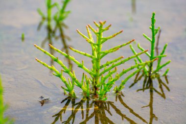 Salicornia edible plants growing in salt marshes, beaches, and mangroves, named also glasswort, pickleweed, picklegrass, marsh samphire, mouse tits, sea beans, samphire greens or sea asparagus.