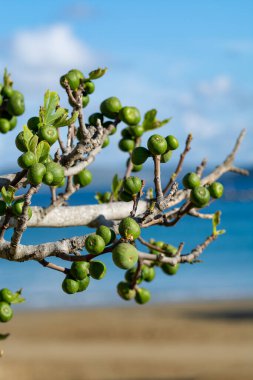 Olgunlaşmamış yeşil incir meyveleri incir ağacında olgunlaşır. Mavi gökyüzü arkaplanı ile kapatın.