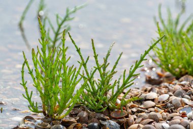 Salicornia edible plants growing in salt marshes, beaches, and mangroves, named also glasswort, pickleweed, picklegrass, marsh samphire, mouse tits, sea beans, samphire greens or sea asparagus.