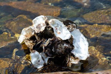 Hollanda, Zeeland yakınlarındaki Goedereede yakınlarında deniz tuzlu sularında vahşi beyaz istiridye kabukları.
